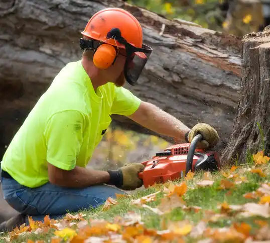 tree services Capitol Heights